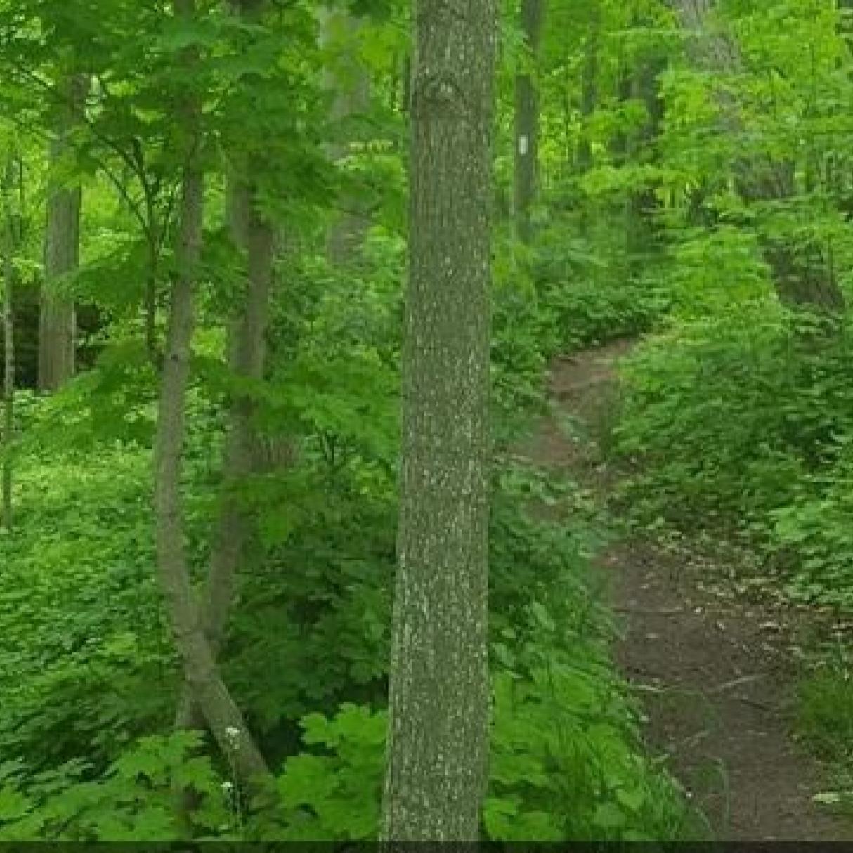 A trail through a lush green forest