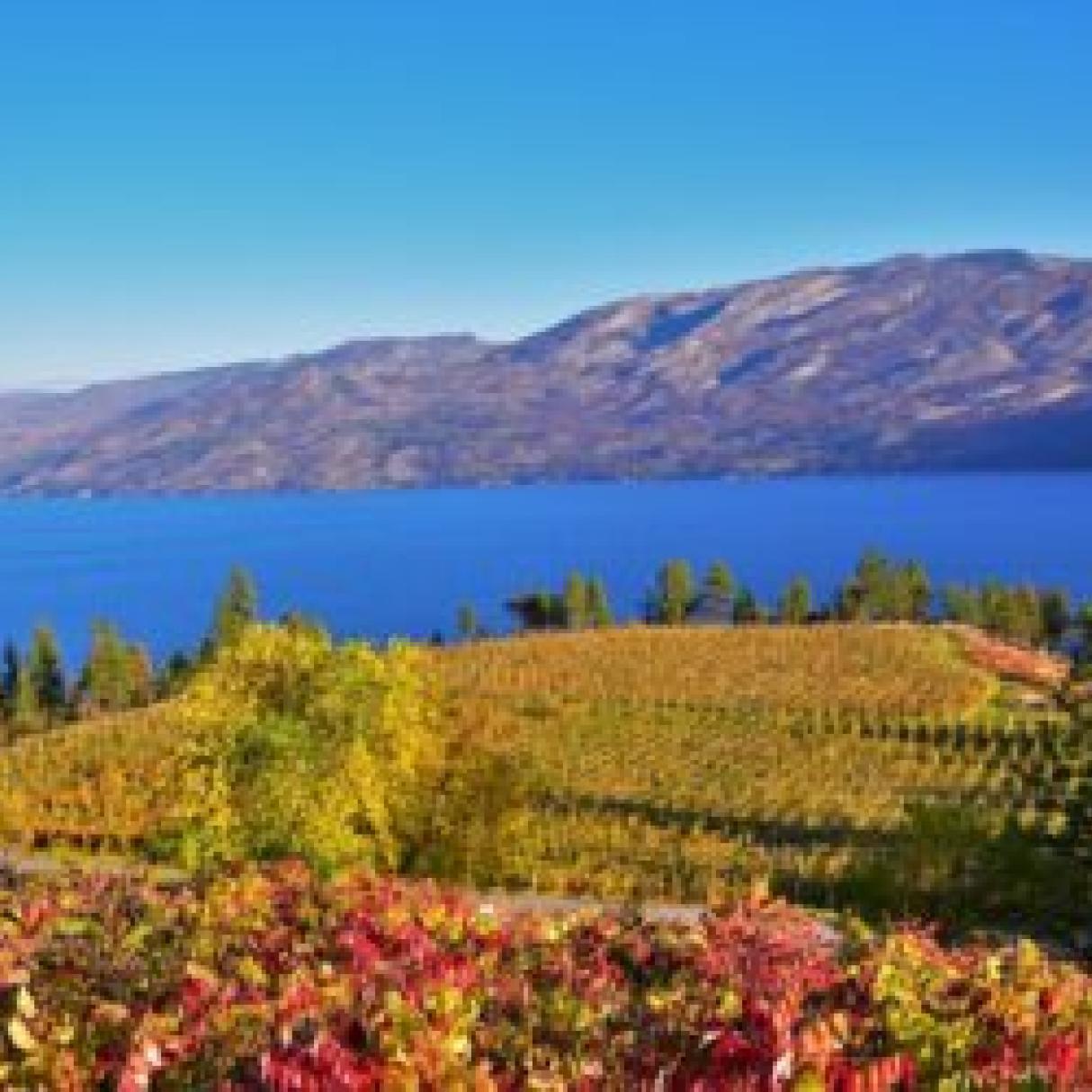 A vineyard overlooks Okanagan Lake