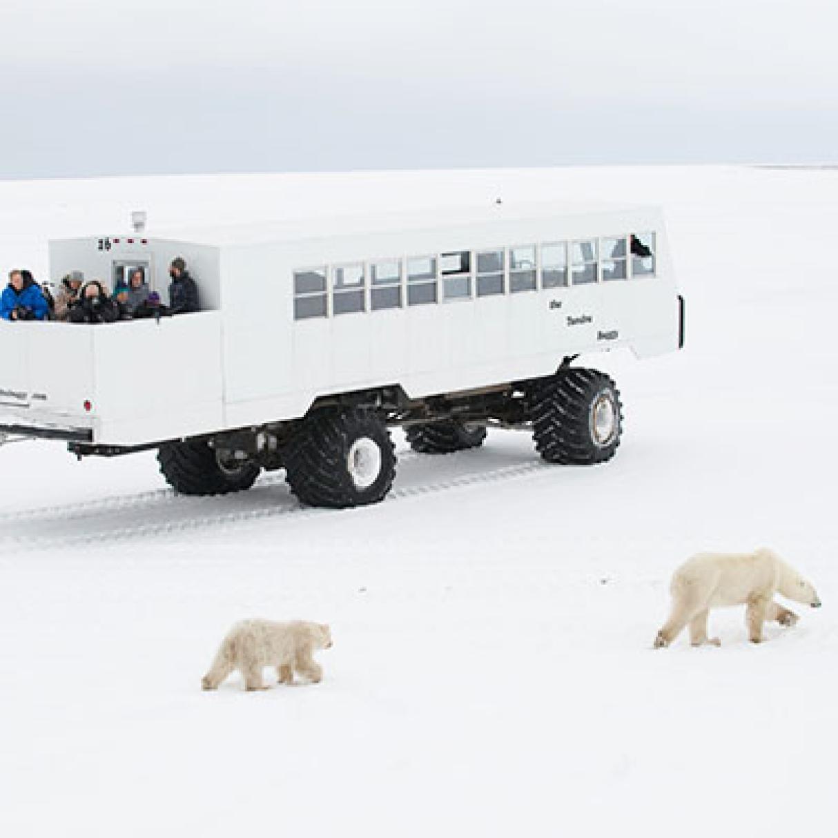 Tundra Buggy with mom polar bear and cub in the winter in Churchill, Manitoba